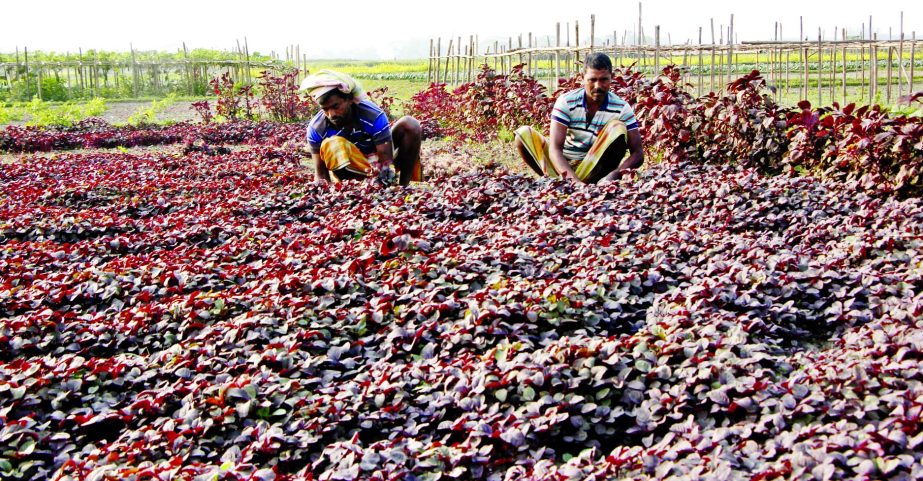 A vegetable farm in Kalatia under Keraniganj area. This photo was taken on Friday.