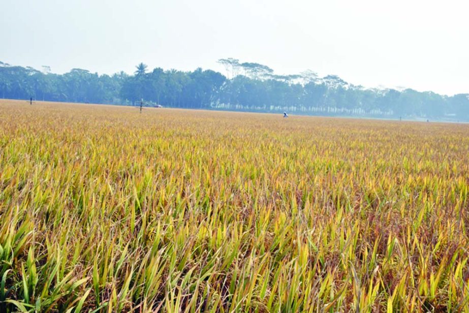 BARISHAL: A ripe Aman Paddy field in Barishal predicts bumper production of the crop this season in Barishal Division. . This picture was taken yesterday.