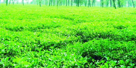 RANGPUR: As tea cultivation expanding fast, an all-time record quantity of 84.67 lakh kg 'made- tea' worth Tk 204 crore was produced in 2018 in the ' Kartoa Valley' ecological zone comprising of five sub- Himalayan northern district.