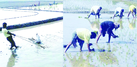 RANGPUR: Transplantation of Boro seedling getting momentum with improvement in weather condition following little rise in minimum temperatures everywhere in all five districts of Rangpur agriculture region in recent days.