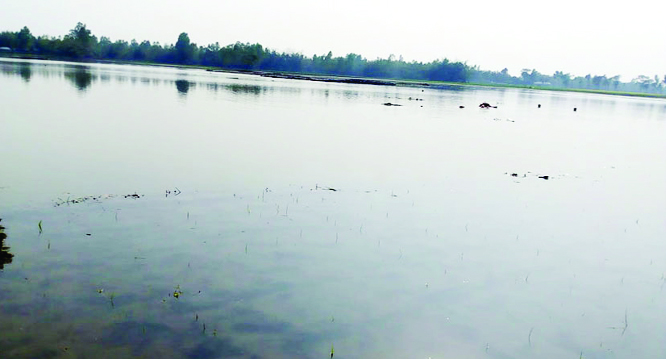 GANGACHARA(Rangpur): Newly planted paddy field has been submerged as water level has raised yesterday.