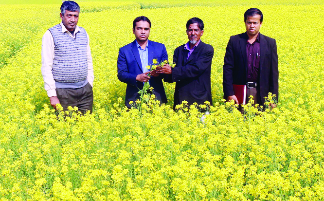 MURADNAGAR (Cumilla): Officials of Muradnagar Upazila Agriculture Office visiting a mustard field at Upazila yesterday as the Upazila is likely to achieve bumper production of the crop this season.