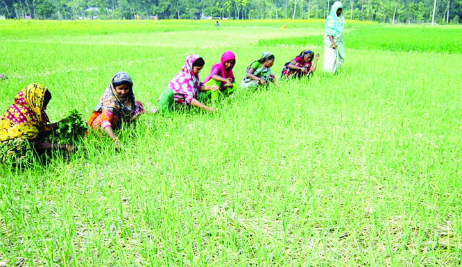 PABNA: Female family members of a farmer's family at Chalan Beel area in Pabna cleaning weeds in onion field due to shortage of day labourers and high wages. This snap was taken on Saturday.