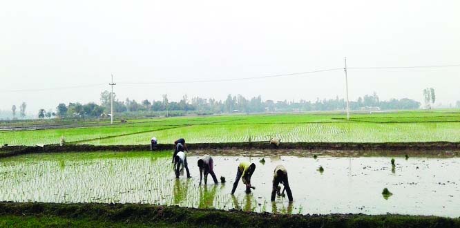 NAOGAON: Farmers at Raninagar Upazila passing busy time in Irri- Boro plantation. This snap was taken on Tuesday.