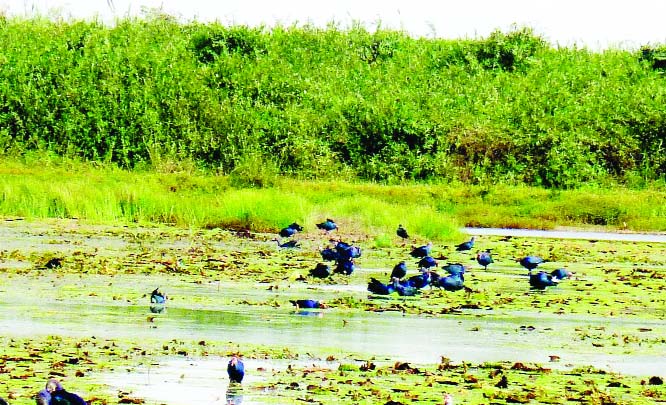 KULAURA (Moulvibazar): Few migratory birds are found at Hakaluki Haor, the biggest lake of the country as the number of birds has decreased than previous two years.