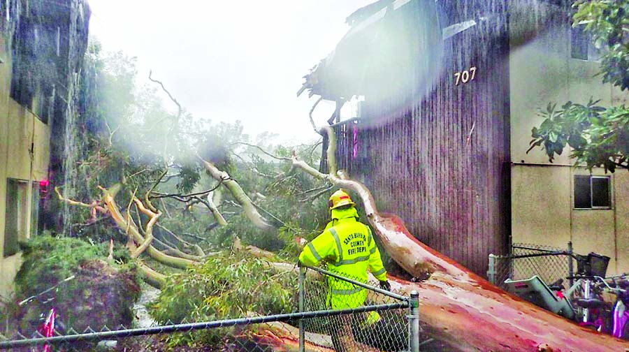 Santa Barbara County firefighters survey the scene of a large Eucalyptus tree that fell into a two-storey apartment complex on Bolton Walk in Goleta in California. Internet photo