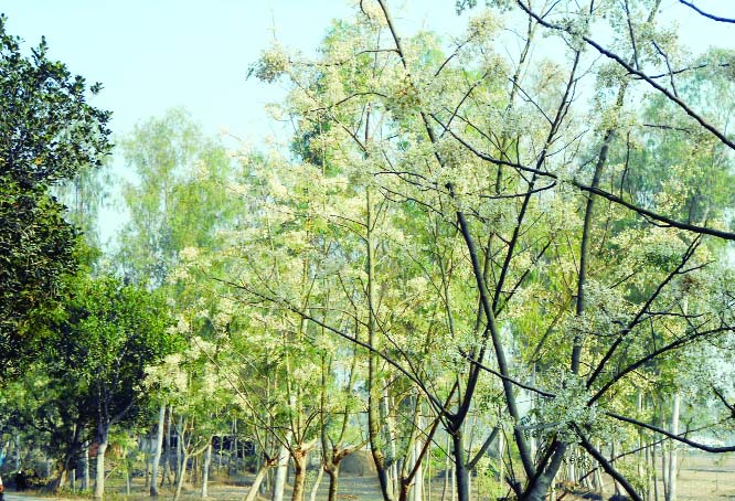 NAOGAON: Sojna trees are in full bloom besides Naogaon- Bogura Highway like other places in Naogaon predicts bumper production of this seasonal vegetables in the season. This snap was taken yesterday.