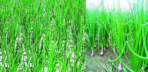 RANGPUR: Harvest of onion continues in full swing with excellent yield rate of the spicy crop in all five districts of Rangpur Agriculture Region during the current Rabi season. Photo: BSS