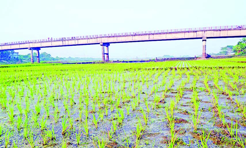 MURADNAGAR (Cumilla): Dried Teesta River at Muradnagar Upazila Point has turned into a cultivable land. This snap was taken yesterday.