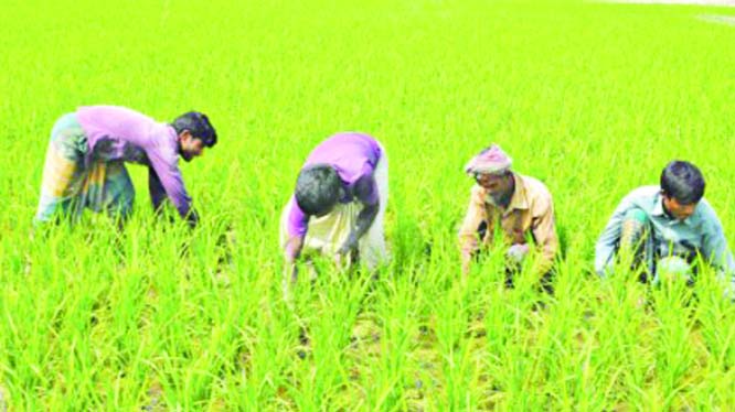 GAIBANDHA: Farmers passing busy time in Boro paddy plantation at Sadar upazila. This picture was on Friday.
