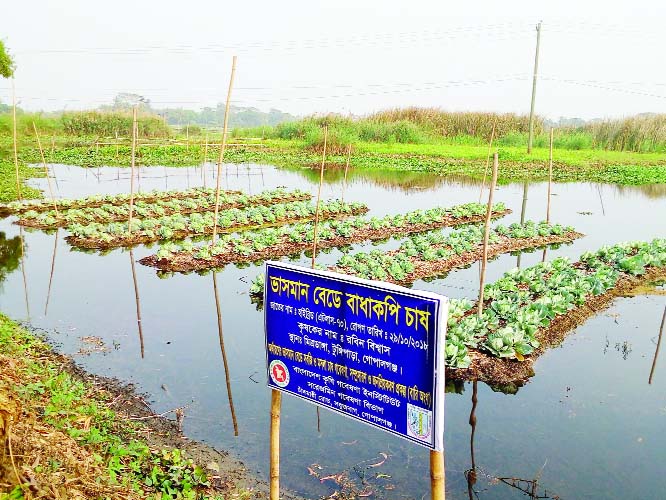 GOPALGANJ: A floating cabbage field at Mritodanga village of Joaraia Union in Tungipara Upazila in the district seen in the picture. Photo was taken on Friday.
