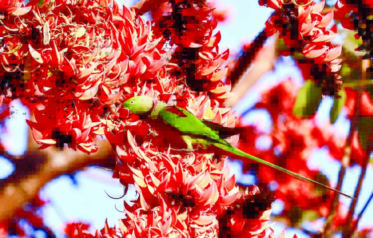 Heralding Pahela Falgoon (1st day of Spring) today. A parrot was seen crowding the blooming Palash Flower's trees around Curzon Hall of DU on Tuesday.