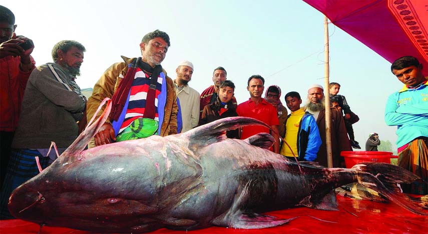 BOGURA: Traders and buyers bargaining at the traditional Poradah Mela in Gabtoli Upazila for a 80 kg weighted 'Bagha Aair' fish on Wednesday.