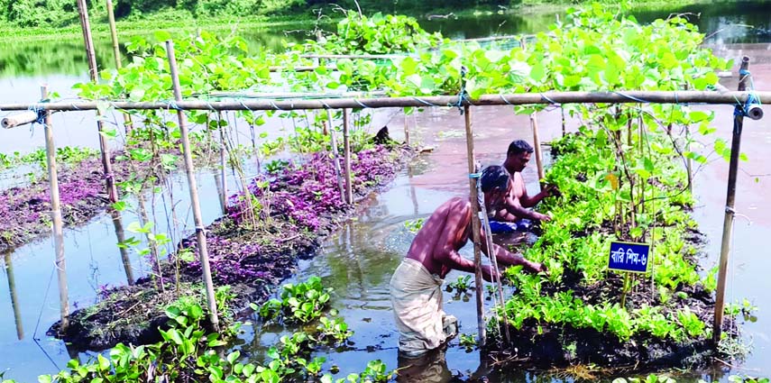 SYLHET: Farmer Belal Mia at Fenchuganj Upazila working in his floating vegetable garden . This snap was taken yesterday.