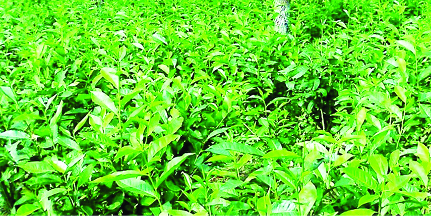 RANGPUR: As the tender tea plants growing fast predicts tea sector is thriving fast, the'made-tea' output marked 57 percent increase last year than previous year in the 'Kartoa Valley' Ecological Zone comprising of five sub-Himalayan northern distr