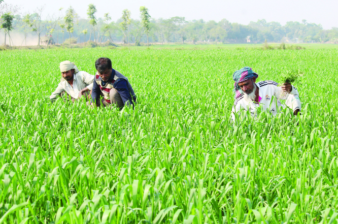 JHENAIDAH: Farmers at Shailkupa Upazila passing busy time in weeding wheat field . This picture was taken yesterday.