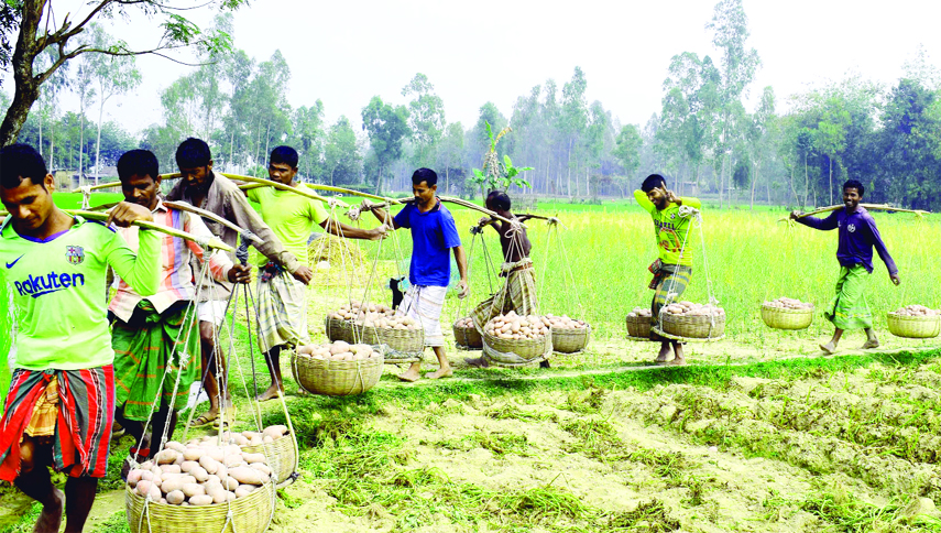 JOYPURHAT: Farmers at Kalaiy Upazila in Joypurhat taking harvested potatoes to home and markets as the district has achieved bumper production of the product this season. This picture was taken from Hazipara on Tuesday.