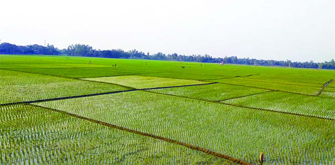 RAJSHAHI: A view of Boro paddy field at Rajshahi which plantation has been completed. This snap was taken on Sunday.