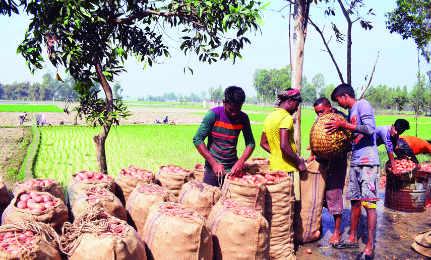 JOYPURHAT: Potatoes are being cleaned for marketing at Kalai Bazaar in Joypurhat.