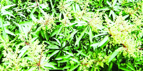 RANGPUR: Excellent sprouting in mango trees amid favourable climate condition makes the farmers happy in all five districts in Rangpur Agriculture Zone this season . Photo : BSS