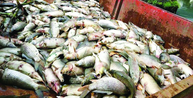 DINAJPUR: Local spices of fishes are being affected by different diseases in Dinajpur recently.