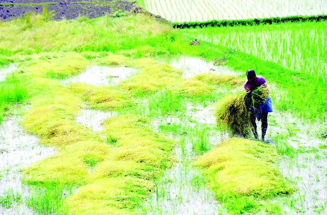 MANIKGANJ: Heavy rain damages mustard field at Shodghata area in Ghior Upazila causing huge loss to the growers on Wednesday .