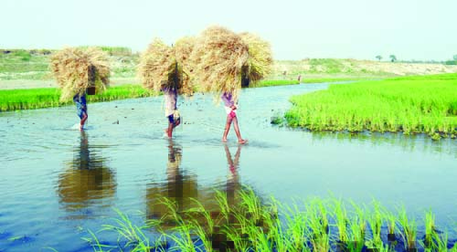 MANIKGANJ: Farmers at Boilot Char in Ghior Upazila taking ripe mustard crossing Dhaleshwari River as harvest of the crop has started on Saturday. Banglar Chokh
