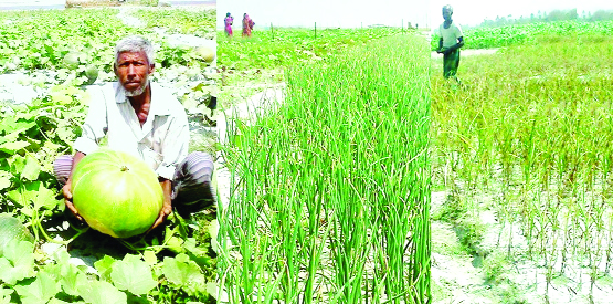 RANGPUR: The char and riverside people have begun harvesting their various crops cultivated on the dried-up beds and char lands in all five districts of Rangpur Agriculture Region this season to complete the process before the next rainy season.