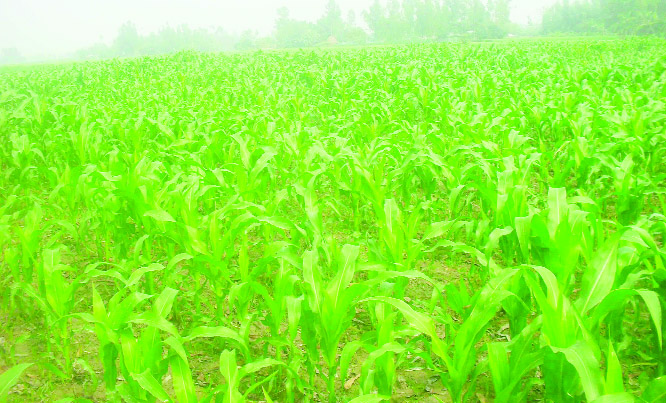 SUNDARGANJ(Gaibandha): Maize field at Sundarganj char predicts bumper production of the product due to favourable weather condition. This snap was taken from Ramdakuya Char area on Thursday.