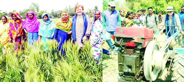 RANGPUR: Julia Niblett, Australian High Commissioner to Bangladesh visiting farm activities of female farmers in a wheat field (left)observing a power tiller operated seeder(PTOS) machine for strip tillage(right) to sow seed at different villages on Frid