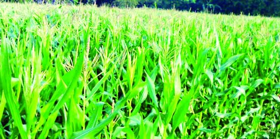 RANGPUR: Tender maize plants are growing superbly in a crop field amid favourable climate condition predicts bumper production of the crop in Rangpur Agriculture Region this season.