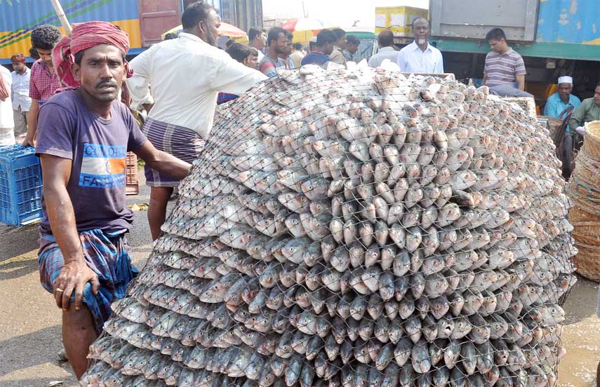 Fishermen taking huge jatka of hilsa fishes at Fisheries Ghat at the Port City yesterday.