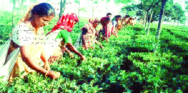 RANGPUR: Female farm-labourers plucking green tea-leaves in a tea garden of Tentulia Upazila in Panchagarh to lead better life earning daily wages in the ' Kartoa Valley ' ecological zone where the tea sector is growing fast in the northern region. Pho