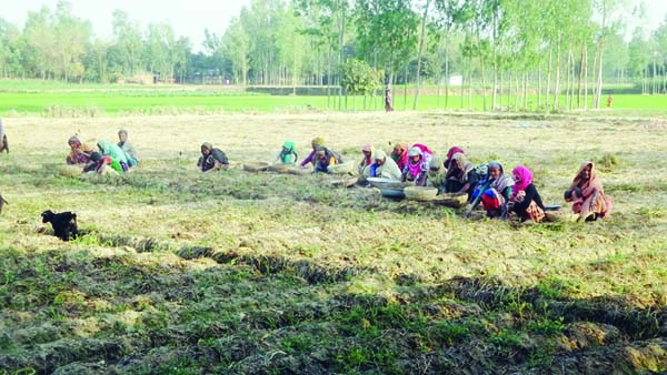 RANGPUR: Women labourers are working in a paddy field in Rangpur.