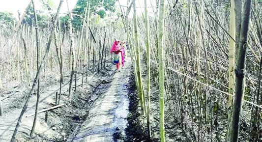 RAJSHAHI: Some 75 betel leaf orchard was gutted in a devastating fire at Mohanpur Upazila in Rajshahi district recently.