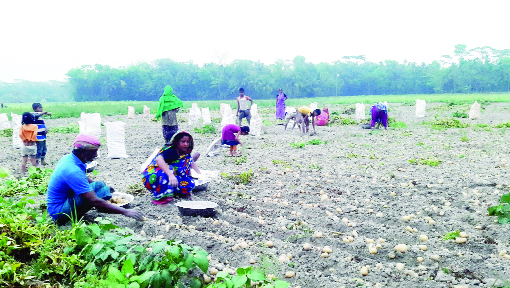 BHOLA: Farmers at Bhola passing busy time in potato harvest as the district has achieved bumper production of the product this season. This snap was taken from Borhanuddin Upazila yesterday.