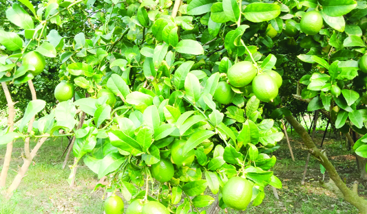 JAMALPUR : Bumper lemons cultivation has achieved around the Brahmaputra River char areas in Sherpur Sadar Upazila due to favourable climate. This picture was taken from Ghughurakandi Village on Saturday.