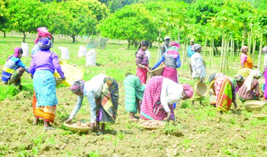RAJSHAHI: Farmers passing busy time in potato harvest in Rajshahi as the district has achieved bumper production of the product. This snap was taken from Damkura area on Sunday.