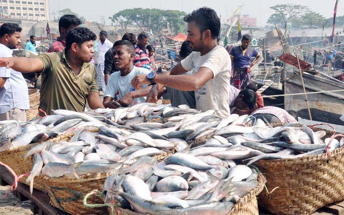 Traders and buyers passing busy time in jatka sale at New Fisheries Ghat in Port City defying ban. This snap was taken yesterday.