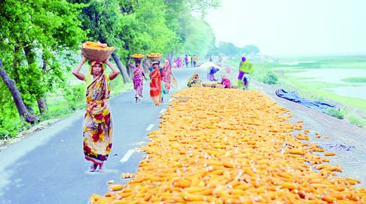 KISHOREGANJ: Farmers at Haor area in Kishoreganj passing busy time in maize drying as the district has achieved bumper production of the crop. This picture was taken from Nikli Upazila on Saturday.