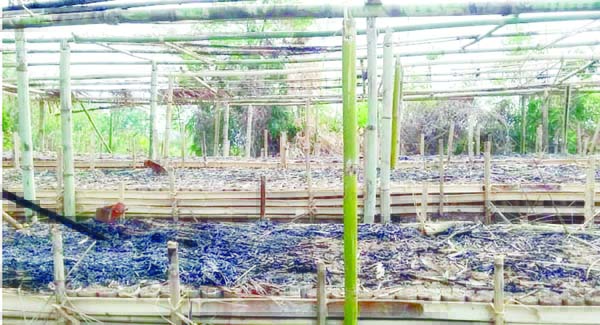 KULAURA(Moulvibazar):A view of damaged trees in a forest land at Panikhaori area of Kulaura Upazila.