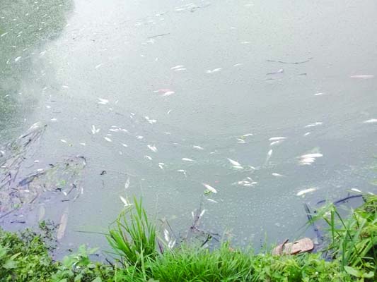 GAFARGAON (Mymensingh): Miscreants killed fishes worth Tk 15 lakh pouring poison in ponds at Pagla Thana under Gafargaon Upazila in Mymensingh recently .