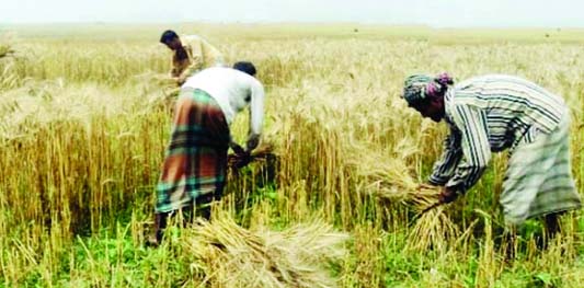 RANGPUR: Harvesting of wheat nearing completion with better yield rate despite shortfall in the fixed farming target in all five districts of Rangpur agriculture region during the current Rabi season.