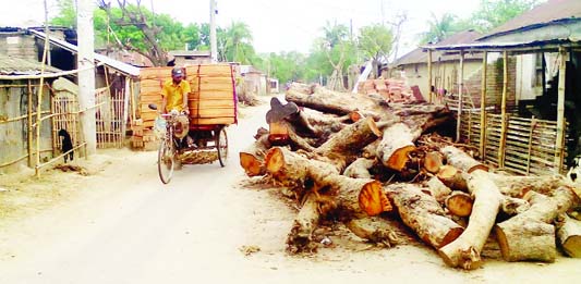 MEHERPUR: Influentials cut down hundred years old banyan trees of LGED and Meherpur District Administration at Bholadanga Pachimpara Village. This snap was taken on Saturday.