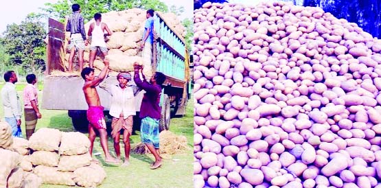 RANGPUR: Potato trading is getting momentum as farmers are happy over all-time record production of 23.20 lakh tonnes of potatoes with fair price of the crop this season in Rangpur Agriculture Zone.