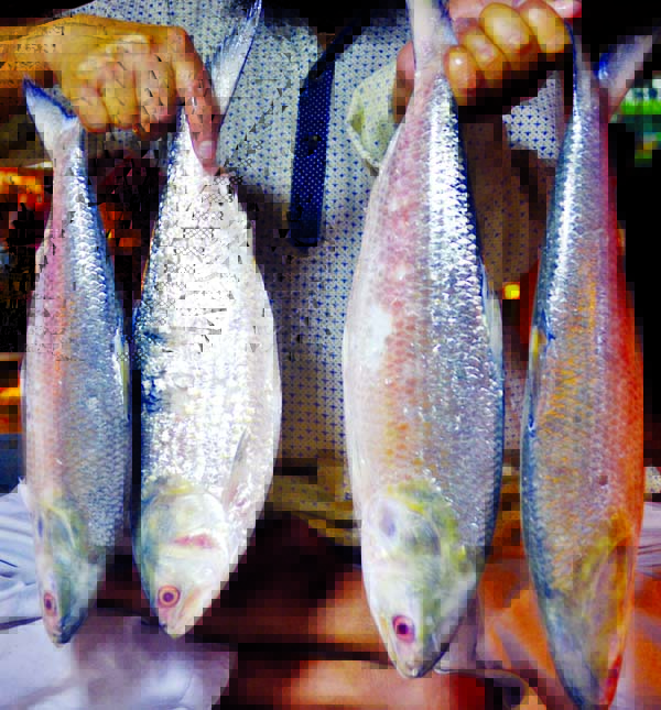 Exorbitant price of hilsha fish has reached beyond the capacity of common buyers to buy ahead of Pahela Baishakh. The snap was taken from the city's Thatari Bazar on Friday.