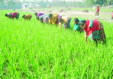 GAFARGAON (Mymensingh): Women labourers working in Boro Paddy field in Gafargaon. This picture was taken on Friday.