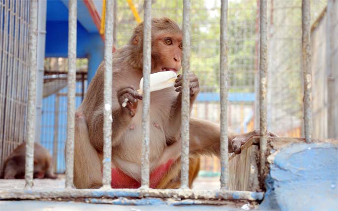 A monkey eating ice-cream at Chattogram Zoo to get ease from excess hot temperature. This snap was taken yesterday.