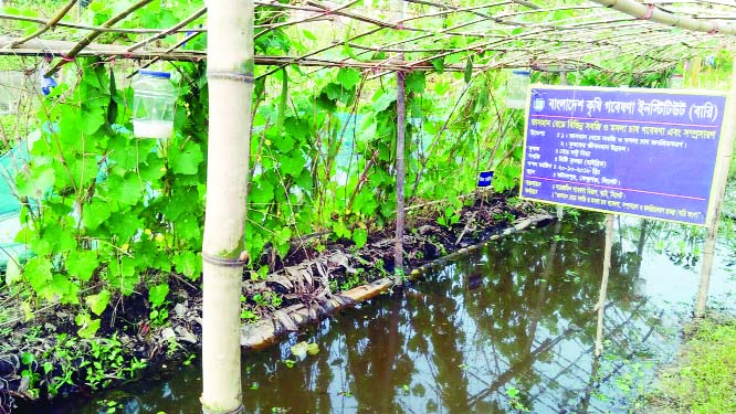 SYLHET: Bangladesh Agriculture Research Institute (BARI), Sylhet has taken floating vegetables cultivation programme at Katalpur Village in Fenchuganj recently.