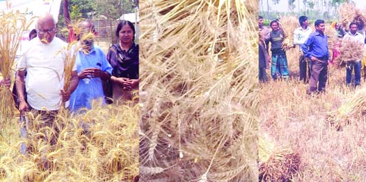 RANGPUR: Farmers finally produced 63,936 tonnes of wheat after completing its harvest last week in all five districts under Rangpur Agriculture Region during the just-ended Rabi season.